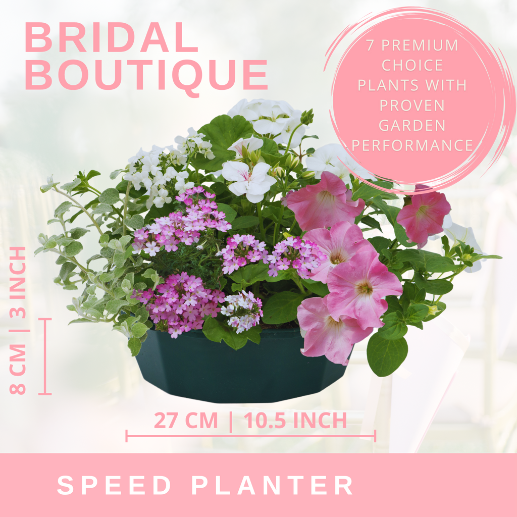 Bridal Bouquet Speedplanter — Pre-Planted Mixed Annual Display, 7-Plant Set