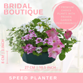 Bridal Bouquet Speedplanter — Pre-Planted Mixed Annual Display, 7-Plant Set