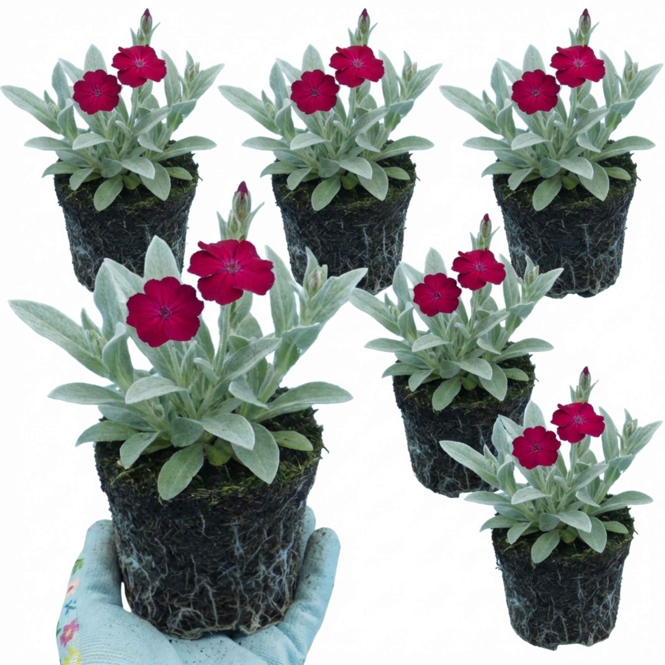 Lychnis ‘Rose Campion’ — Hardy Perennial, Bee-Friendly, 1L Pot (Set of 3 or 6)