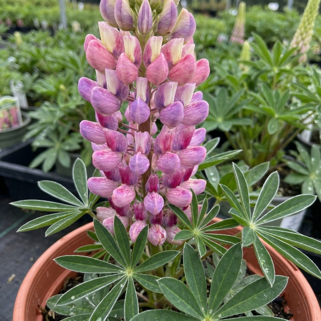 Lupin ‘Persian Slipper’ — Hardy Perennial, Bee-Friendly, 3L Pot