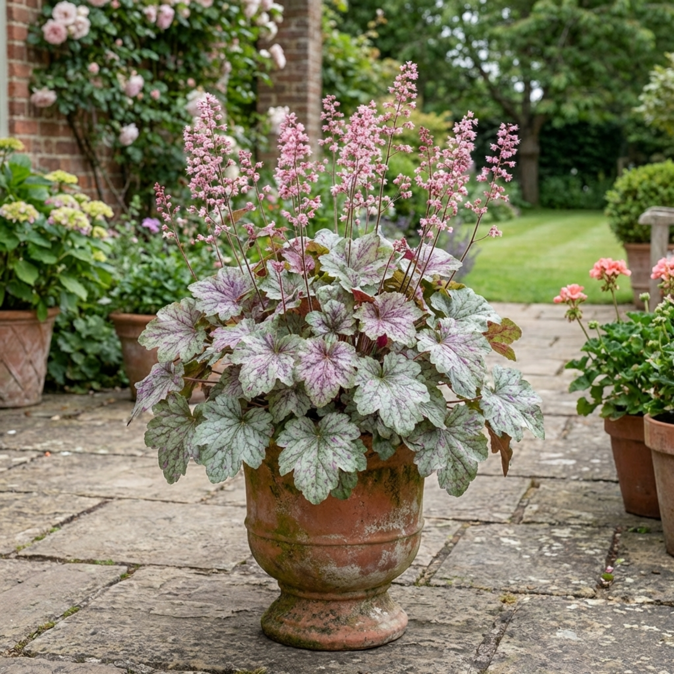 Heuchera ‘Pink Fizz’ — Hardy Evergreen Perennial, Bee-Friendly, 17cm Pot