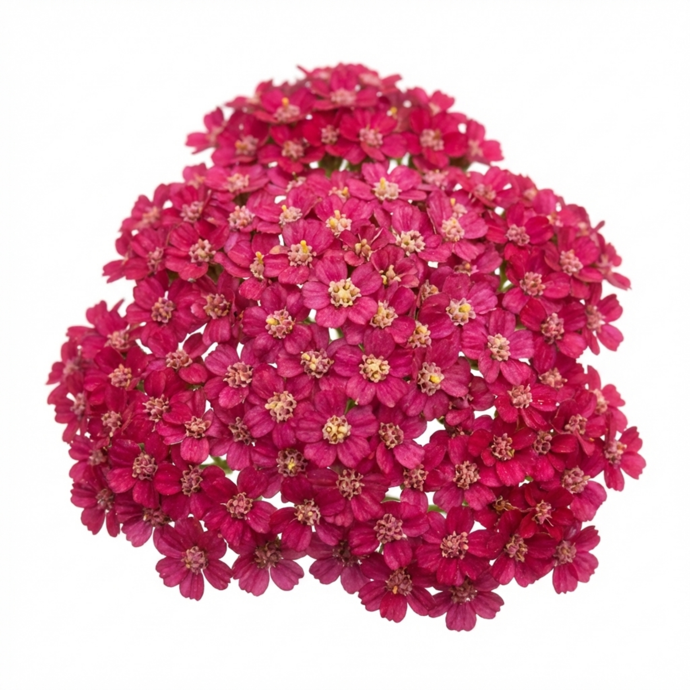 Achillea ‘Millefolium Cerise Queen’ — Hardy Perennial, Bee-Friendly, 1L Pot (Set of 3 or 6)
