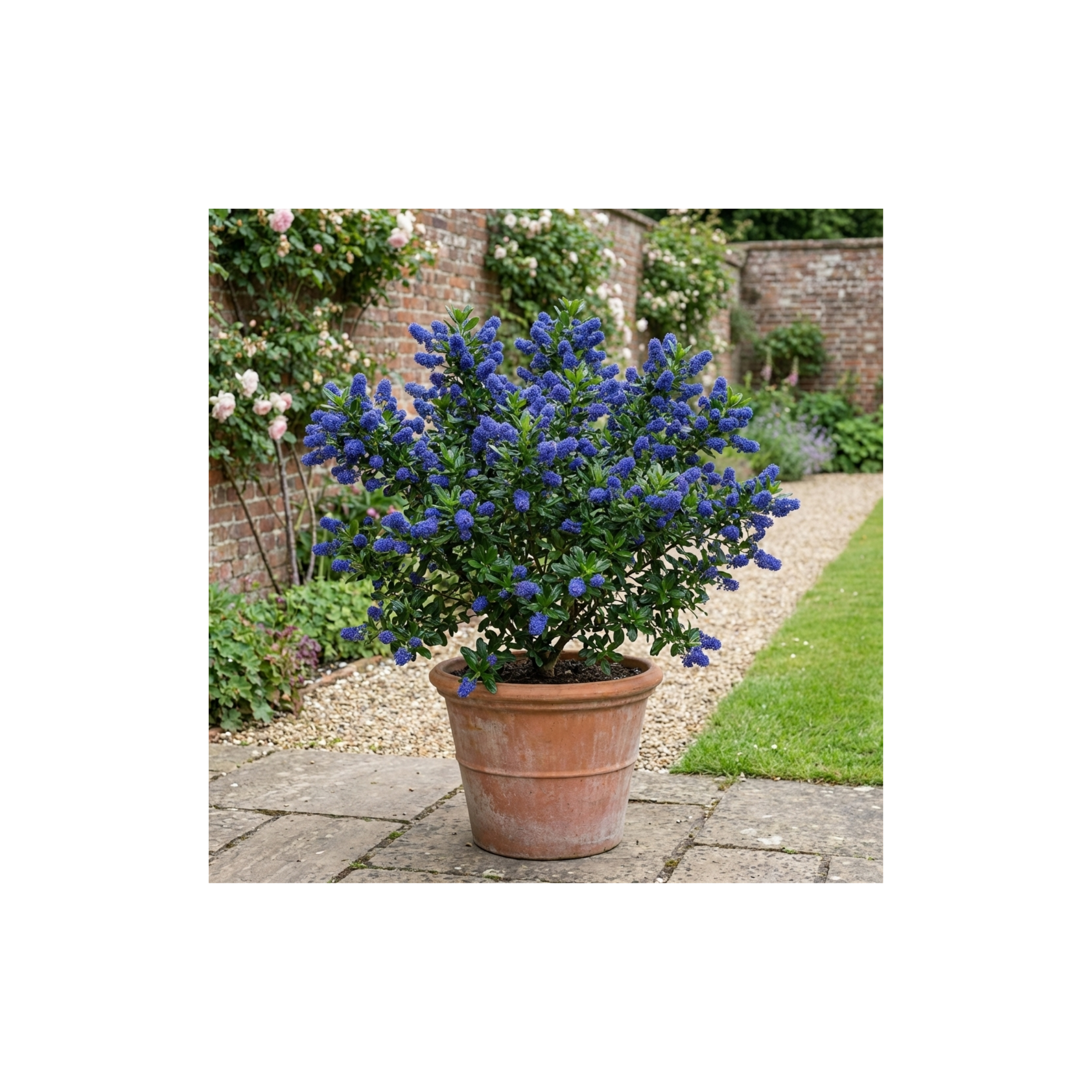 Ceanothus ‘Victoria’ — Evergreen Shrub, Bee-Friendly, 3L Pot