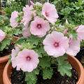 Lavatera ‘Barnsley Baby’ — Semi-evergreen Shrub, Bee-Friendly, 17cm Pot