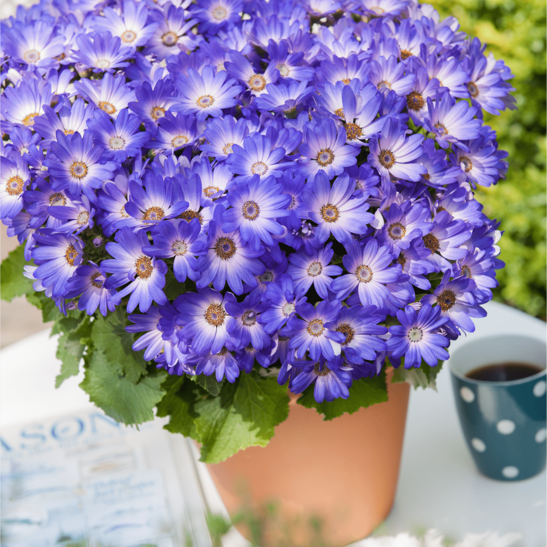 Senetti 'Magic Blue' — Bedding Plant, Bee-Friendly, 2L Pot