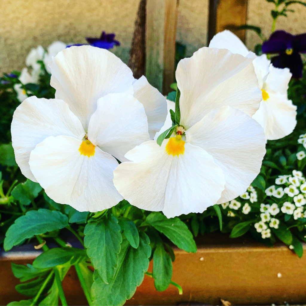 Pansy 'Delta Pro Clear White' — Hardy Bedding, 10.5cm Pot (Set of 3 or 6)