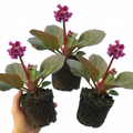 Bergenia ‘Rotblum’ — Hardy Evergreen Perennial, Bee-Friendly, 1L Pot (Set of 3 or 6)