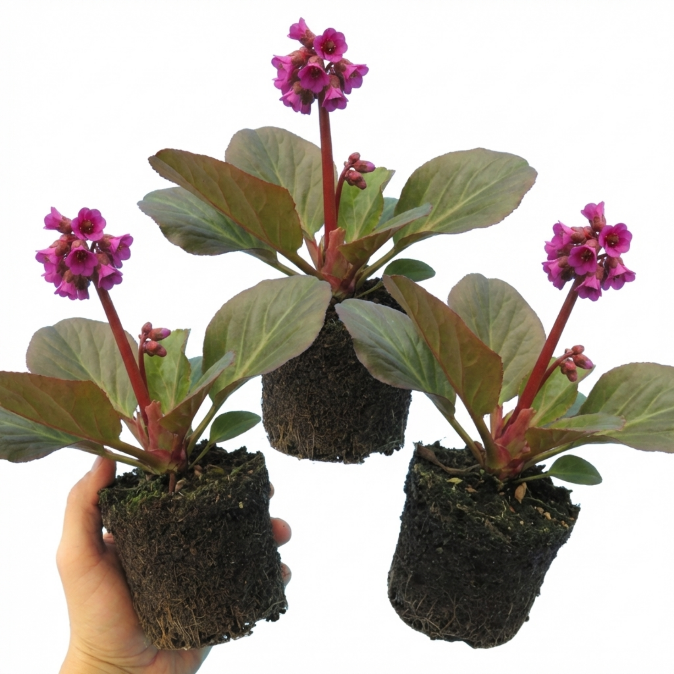 Bergenia ‘Rotblum’ — Hardy Evergreen Perennial, Bee-Friendly, 1L Pot (Set of 3 or 6)