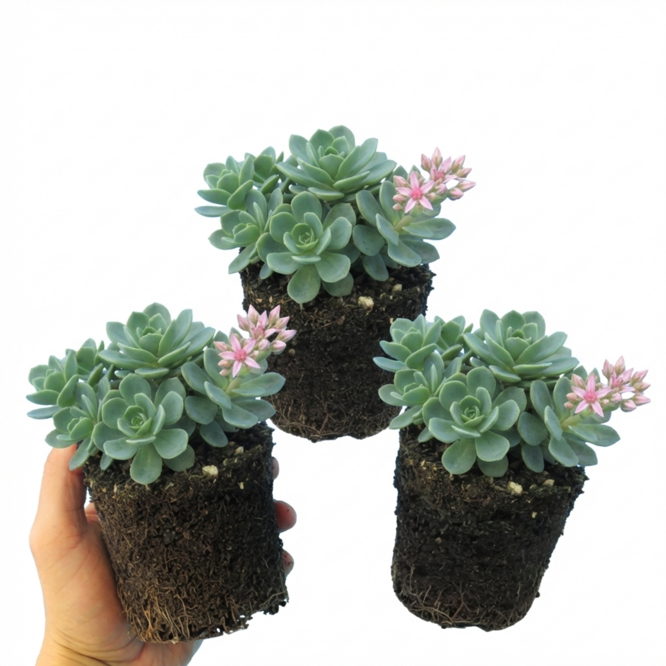 Sedum ‘Oracle’ — Hardy Perennial, Bee-Friendly, 11cm Pot (Set of 3 or 6)
