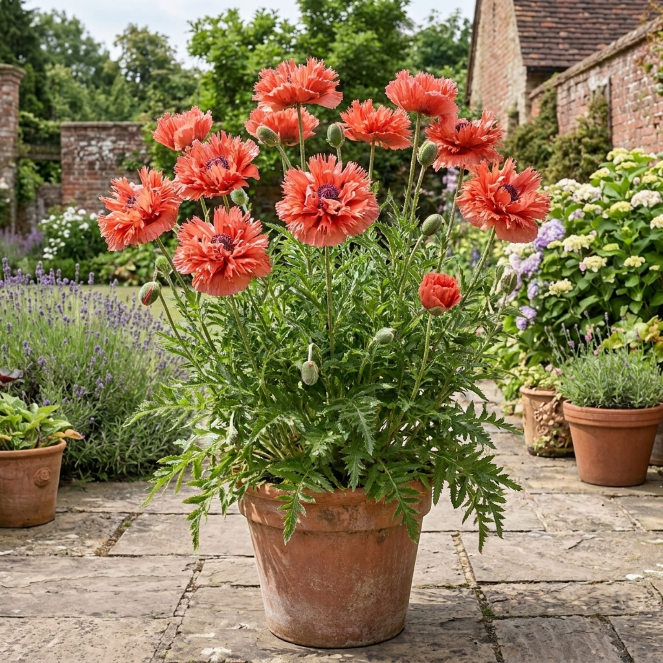 Papaver ‘Orientale Turkenlouis’ — Hardy Perennial, Bee-Friendly, 3L Pot
