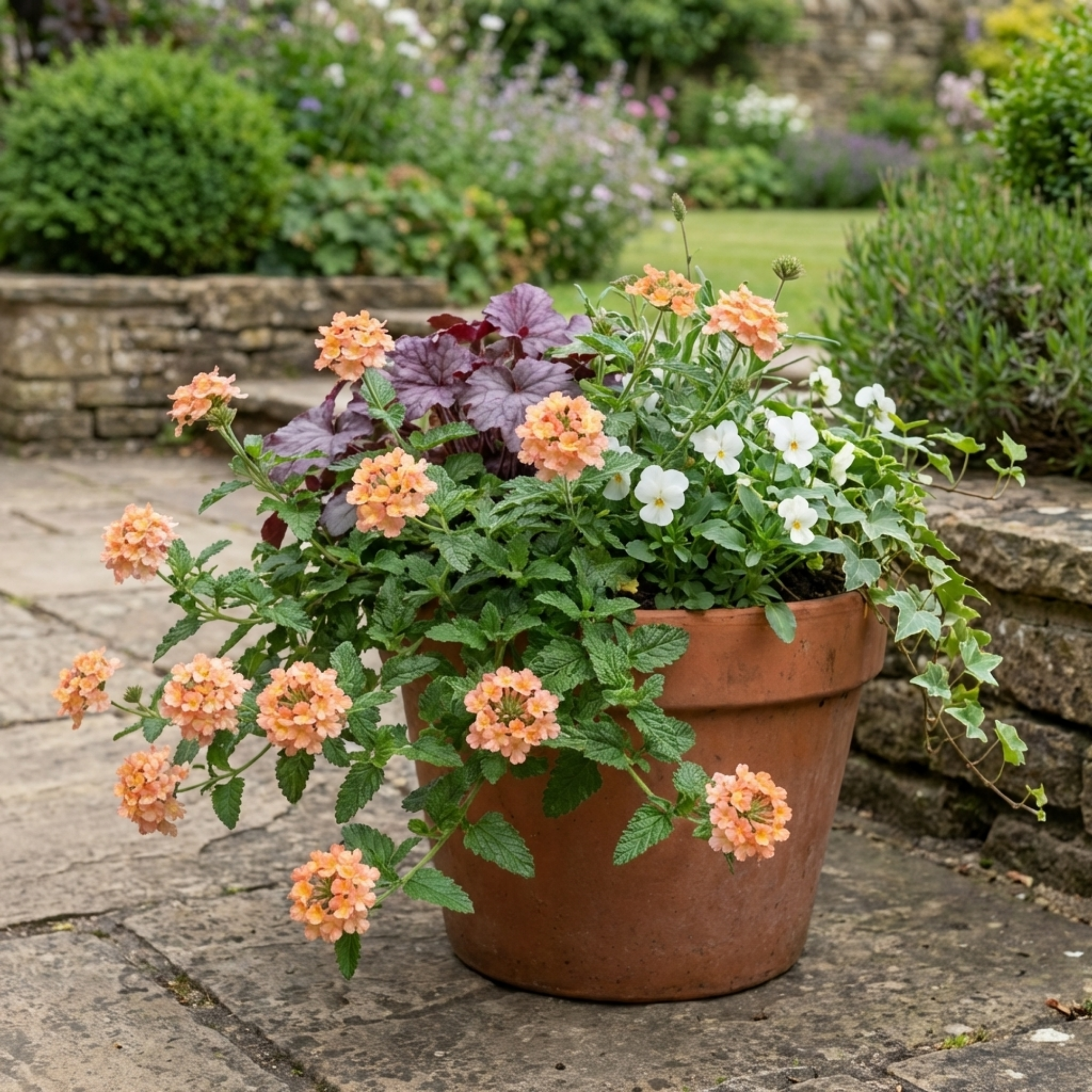 Verbena ‘Magelana Peach’ — Half-hardy Annual, Bee-Friendly, 10.5cm Pot (Set of 3 or 6)
