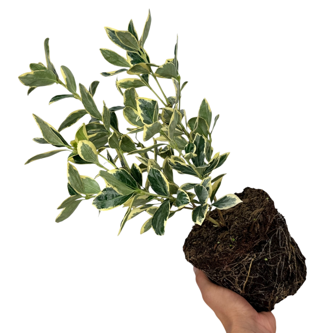 Euonymus ‘President Gauthier’ — Hardy Shrub, 2L Pot