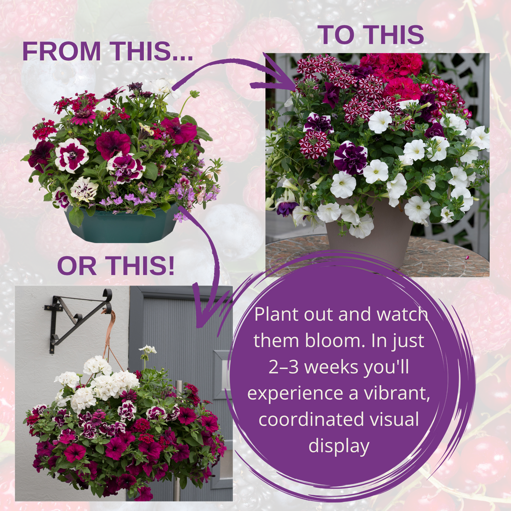 Berry Swirl Speedplanter — Pre-Planted Mixed Annual Display, 7-Plant Set