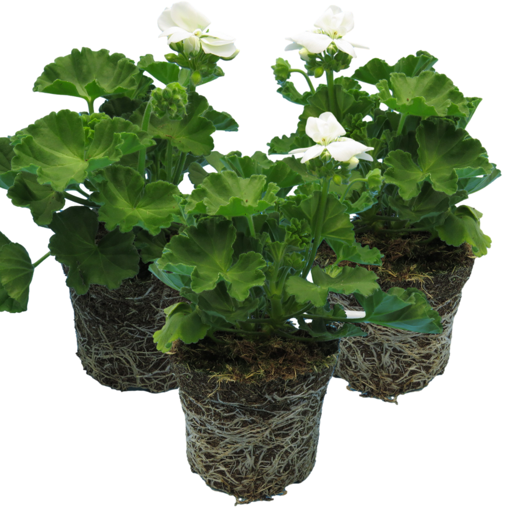 Pelargonium ‘White’ — Tender Perennial (grown as bedding), Bee-Friendly, 1L Pot (Set of 3 or 6)
