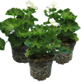 Pelargonium ‘White’ — Tender Perennial (grown as bedding), Bee-Friendly, 1L Pot (Set of 3 or 6)