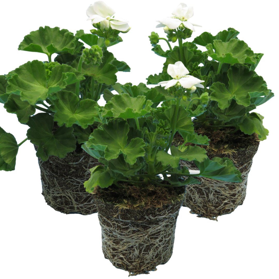 Pelargonium ‘White’ — Tender Perennial (grown as bedding), Bee-Friendly, 1L Pot (Set of 3 or 6)