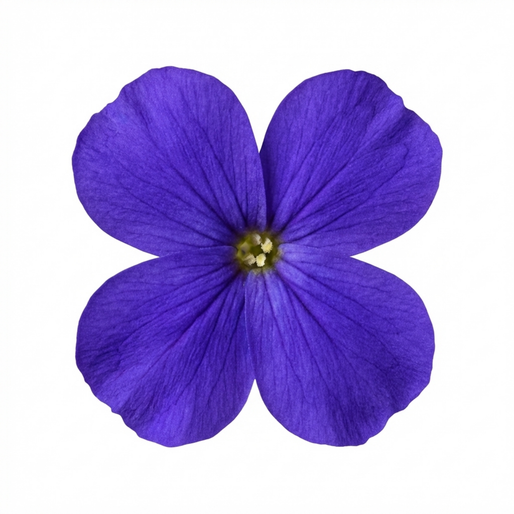 Aubrieta ‘Kitte Blue’ — Evergreen Alpine Perennial, 1L Pot (Set of 3 or 6)