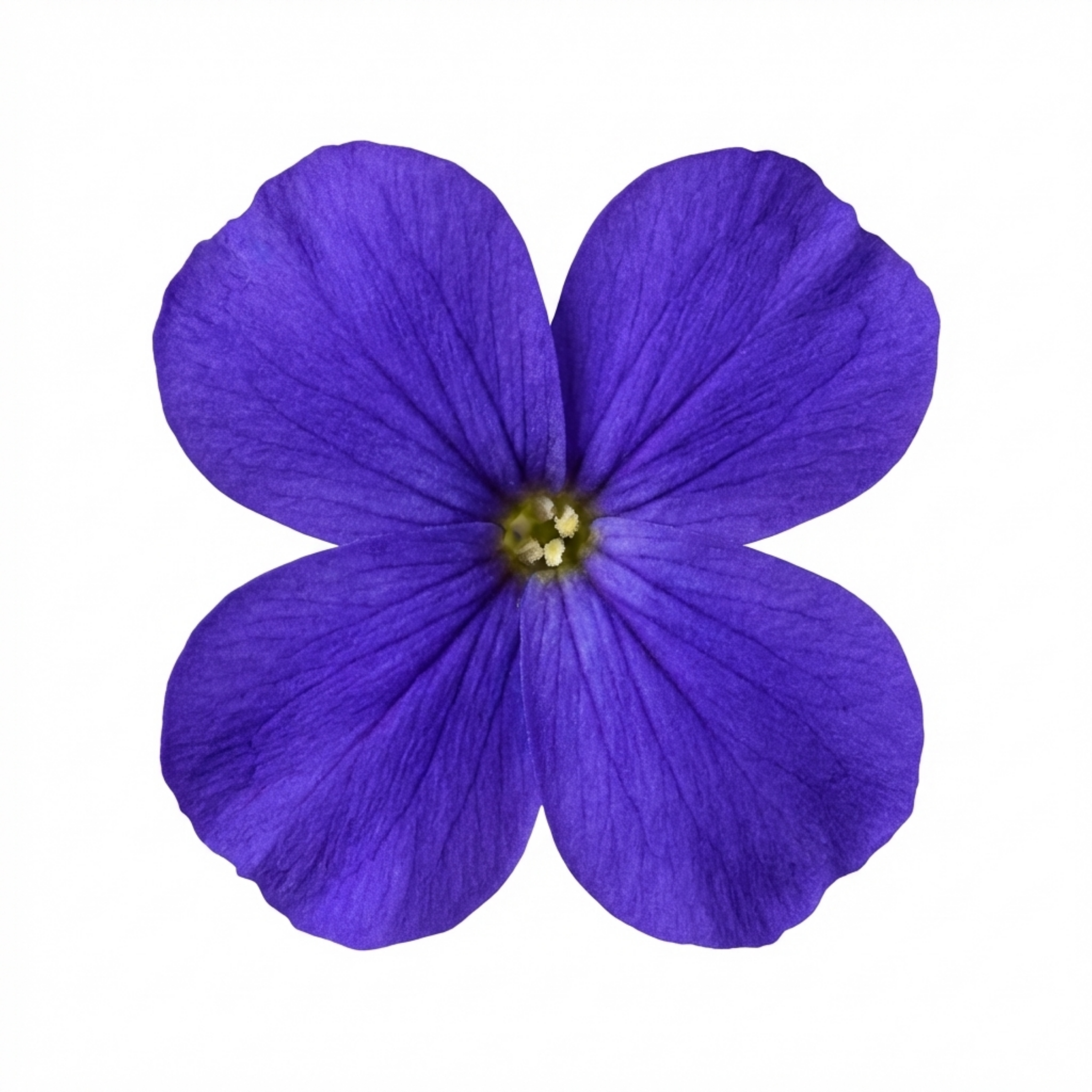 Aubrieta ‘Kitte Blue’ — Evergreen Alpine Perennial, 1L Pot (Set of 3 or 6)