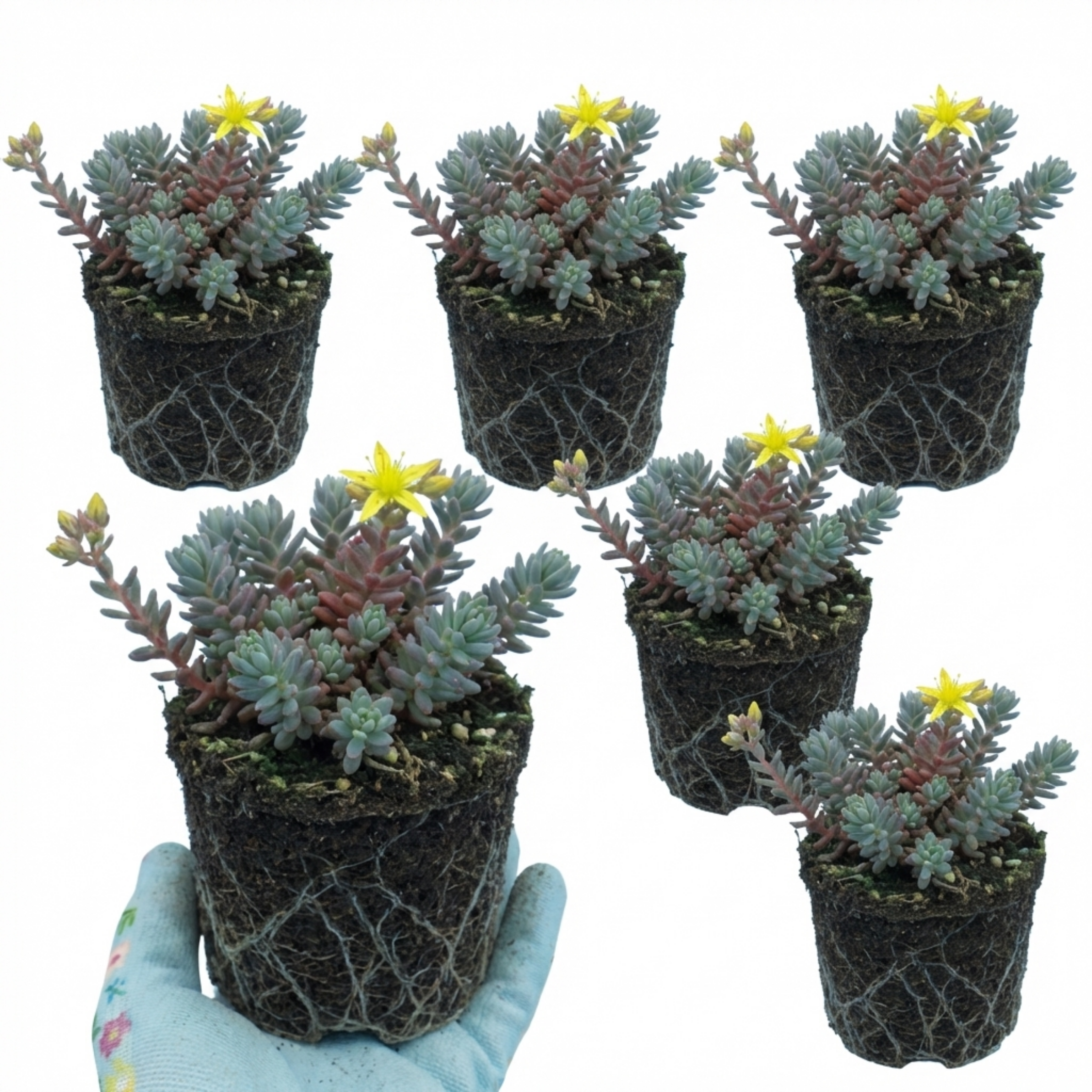 Sedum ‘Oracle’ — Hardy Perennial, Bee-Friendly, 11cm Pot (Set of 3 or 6)