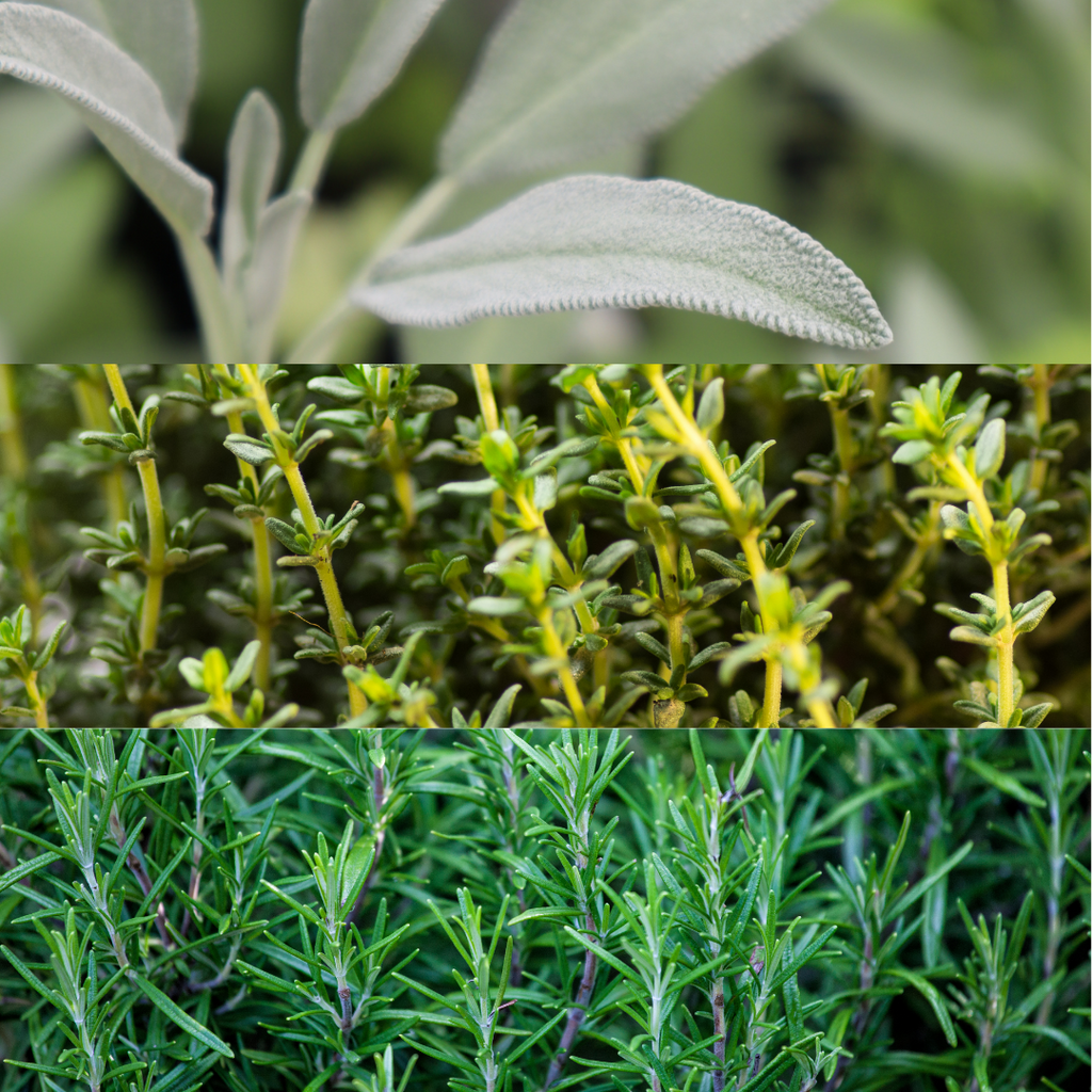 Winter Cooking Herb Collection — Curated 3-Plant Set (Sage, Thyme, Rosemary), 13cm Pots