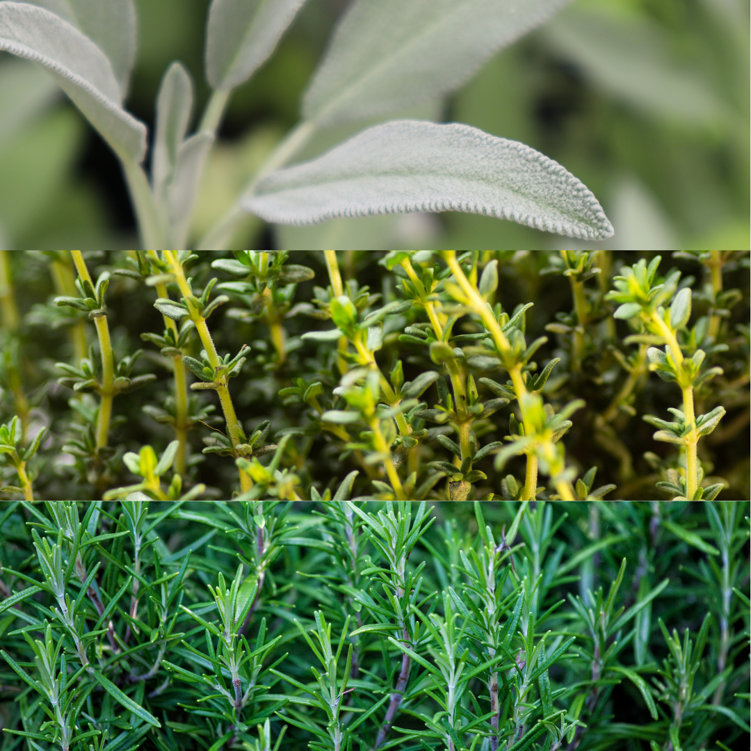 Winter Cooking Herb Collection — Curated 3-Plant Set (Sage, Thyme, Rosemary), 13cm Pots