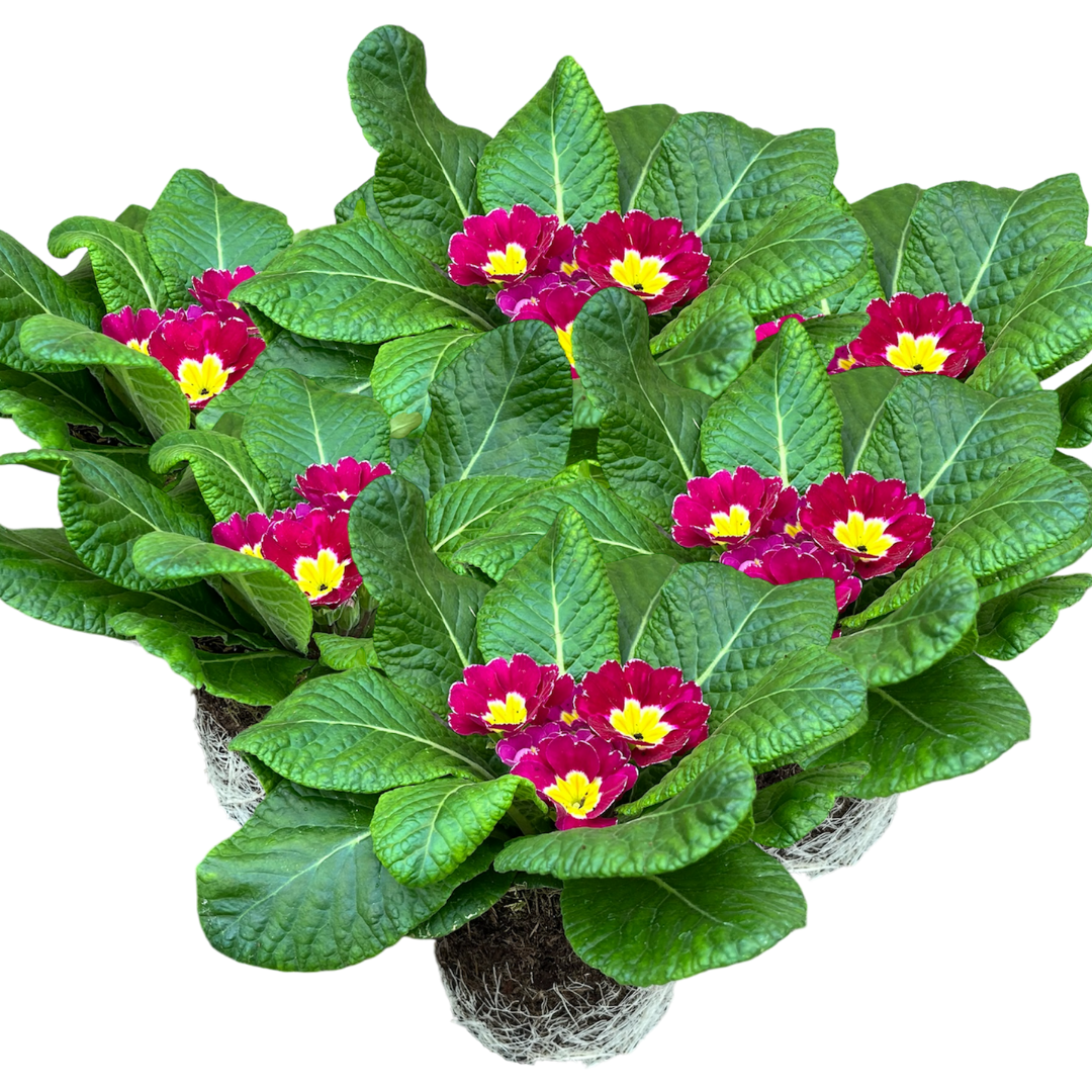 Primrose ‘Purple’ — Hardy Perennial, Bee-Friendly, 10.5cm Pot