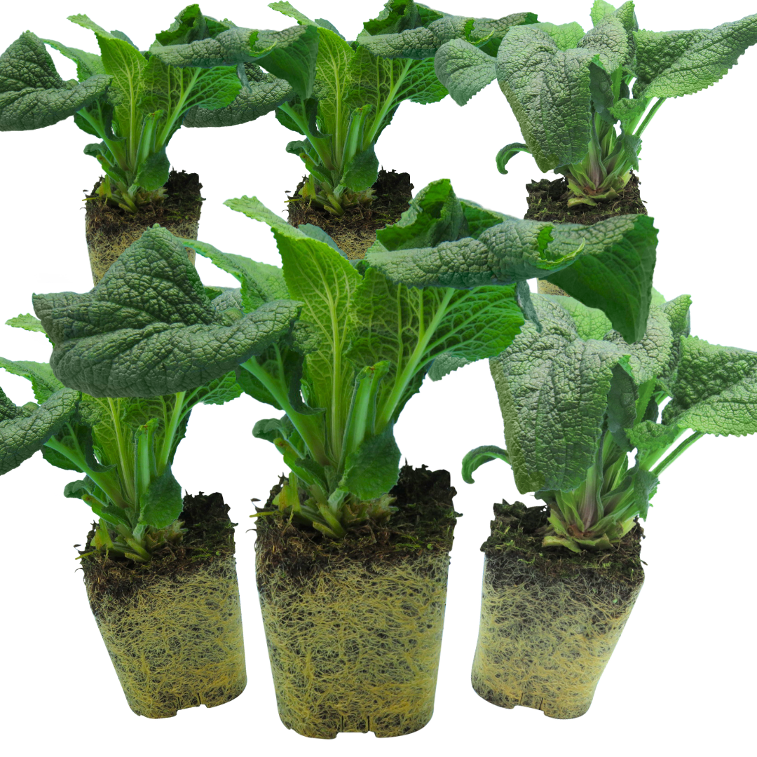 Foxglove ‘White’ — Short-lived Herbaceous Perennial Or Biennial, 1L Pot (Set of 3 or 6)