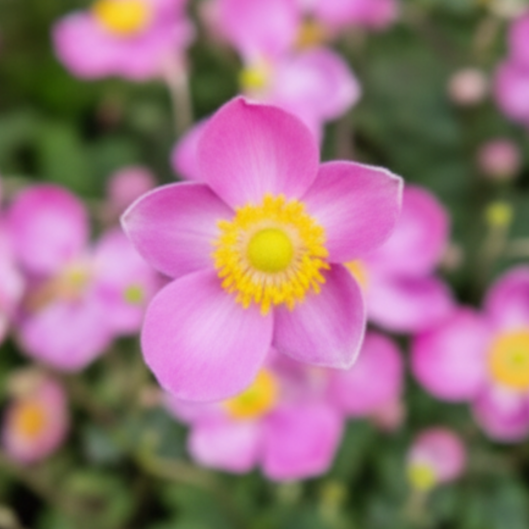 Anemone ‘Fantasy Jasmine’ — Hardy Perennial, 2L Pot