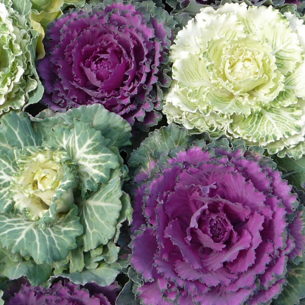 Ornamental ‘Cabbage Growers’ — Hardy Perennial, 1L Pot
