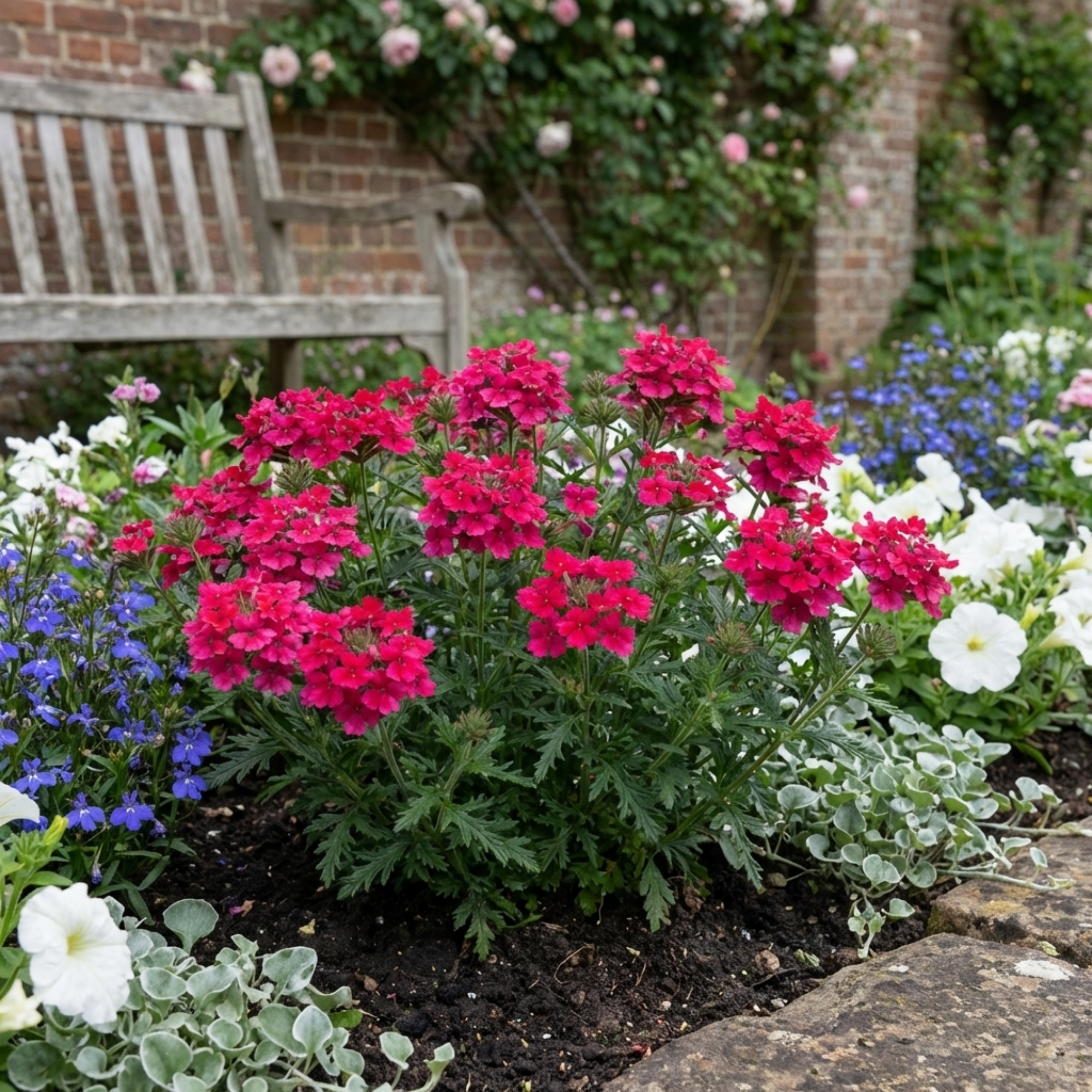 Verbena ‘Magelana Hot Rose’ — Half-hardy Annual (grown As Seasonal Bedding), Bee-Friendly, 10.5cm Pot (Set of 3 or 6)