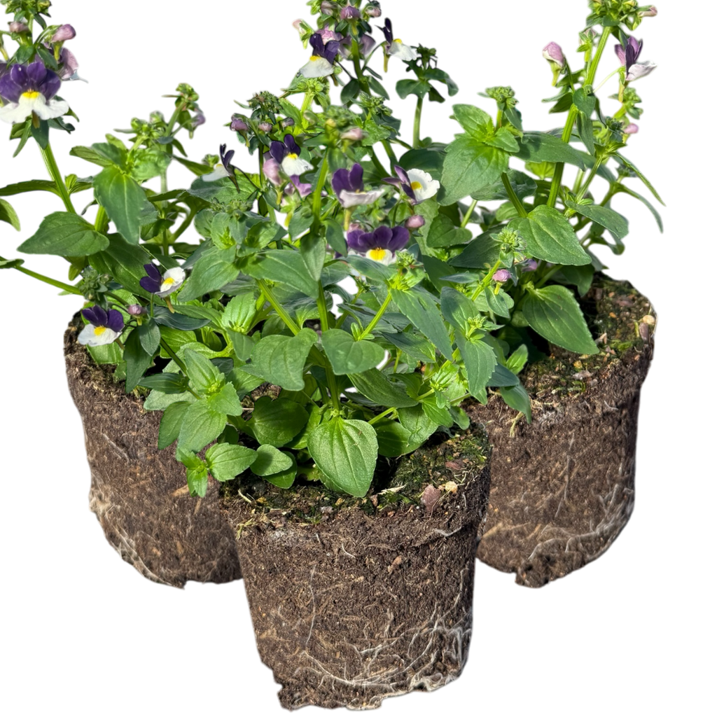 Nemesia ‘Nuvo Blue Bicolour’ — Annual / Short-lived Perennial, Bee-Friendly, 10.5cm Pot (Set of 3 or 6)