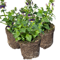 Nemesia ‘Nuvo Blue Bicolour’ — Annual / Short-lived Perennial, Bee-Friendly, 10.5cm Pot (Set of 3 or 6)