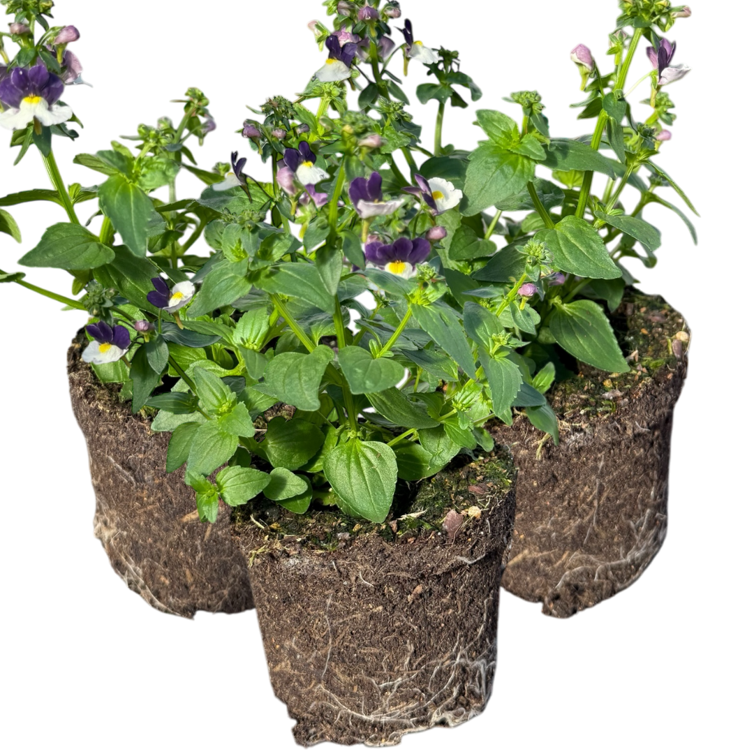 Nemesia ‘Nuvo Blue Bicolour’ — Annual / Short-lived Perennial, Bee-Friendly, 10.5cm Pot (Set of 3 or 6)