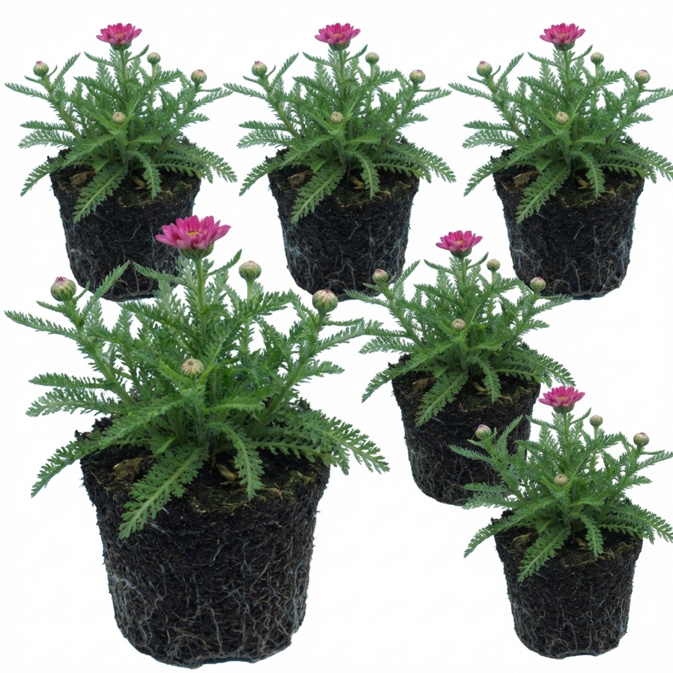 Achillea ‘Millefolium Cerise Queen’ — Hardy Perennial, Bee-Friendly, 1L Pot (Set of 3 or 6)
