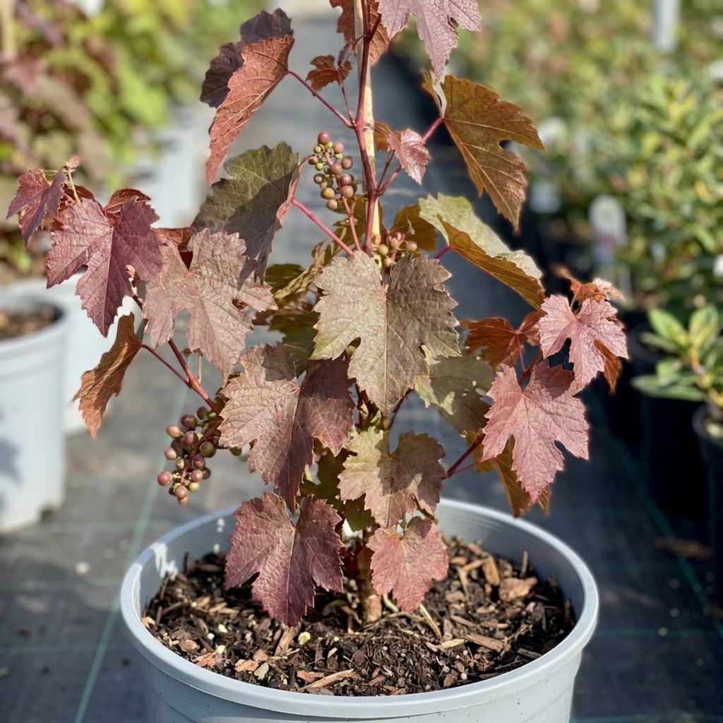 Vitis ‘Strawberry Wine Grape Vine’ — Hardy Deciduous Climbing Vine, 3L Pot