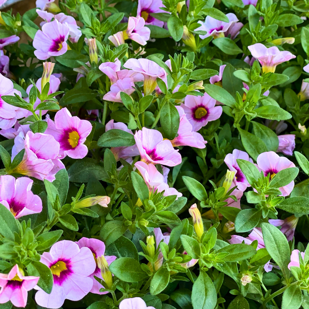 Calibrachoa ‘Cabaret Light Pink Eye’ — Half-Hardy Trailing Annual, Bee-Friendly, 10.5cm Pot (Set of 3 or 6)