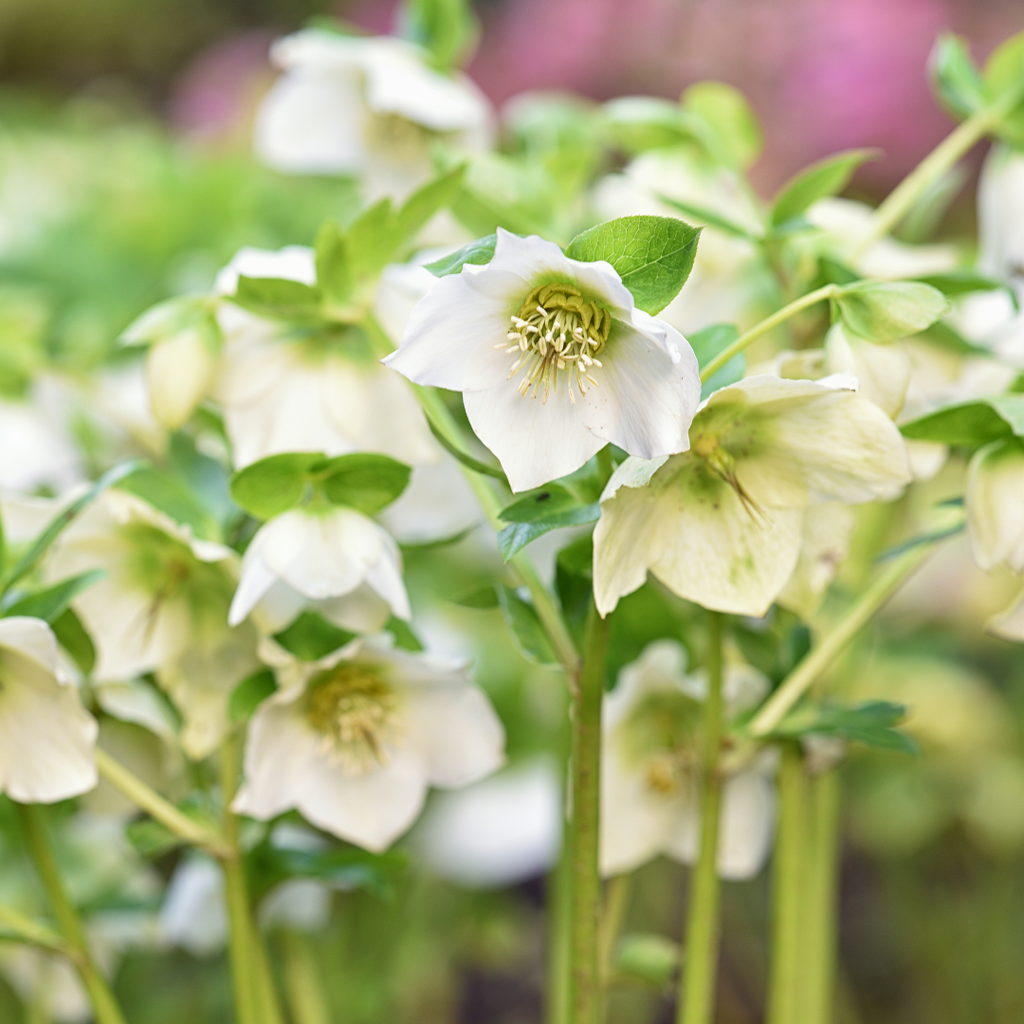 Hellebore 'Winter Moonbeam' — Hardy Perennial, Bee-Friendly, 2L Pot