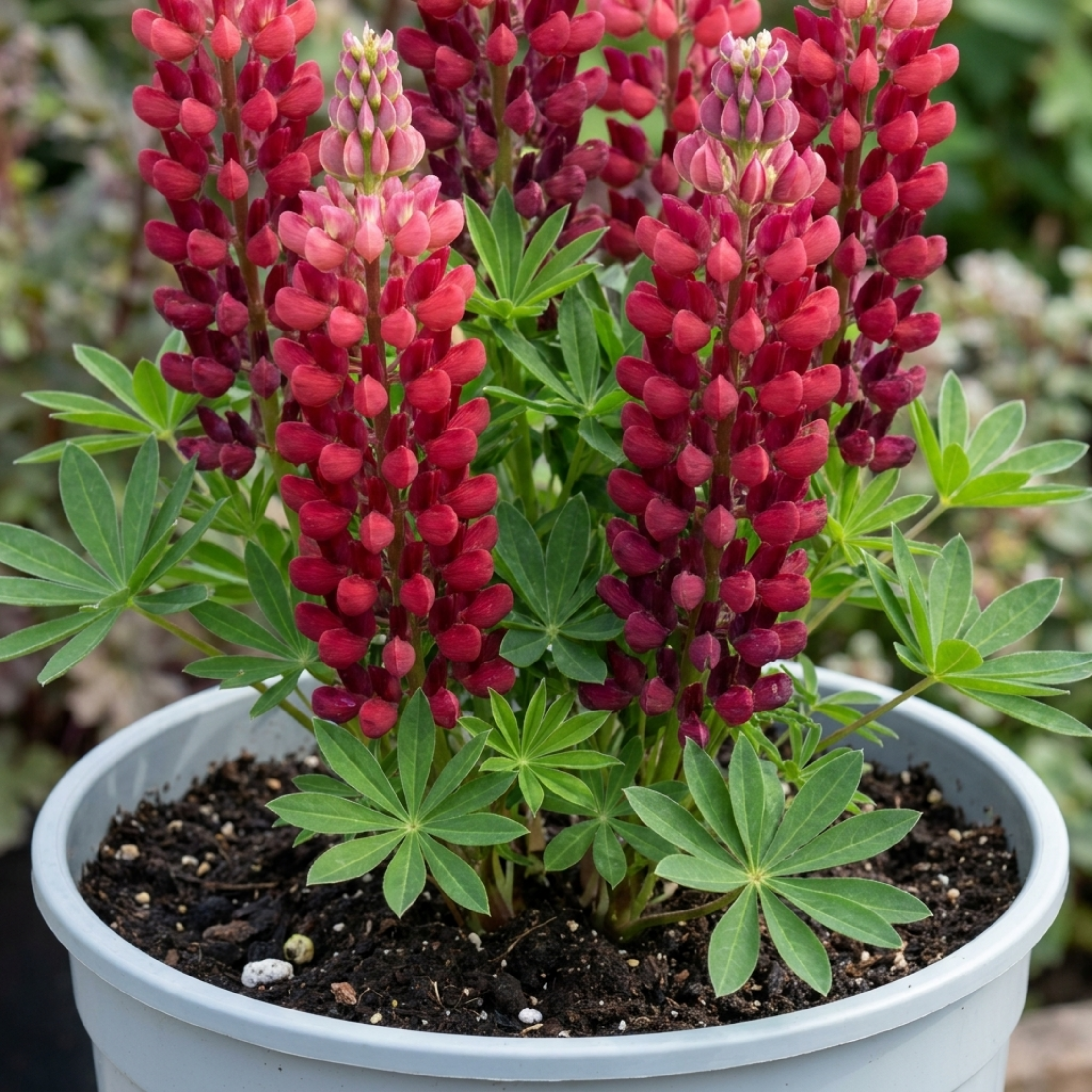 Lupin ‘Legendary Red Shades’ — Herbaceous Perennial, Bee-Friendly, 3L Pot
