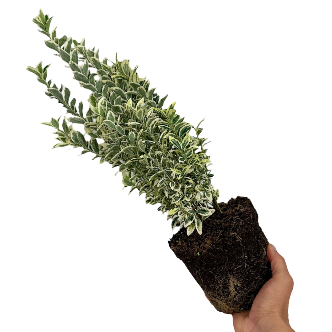 Euonymus ‘White Spire’ — Hardy Shrub, 2L Pot