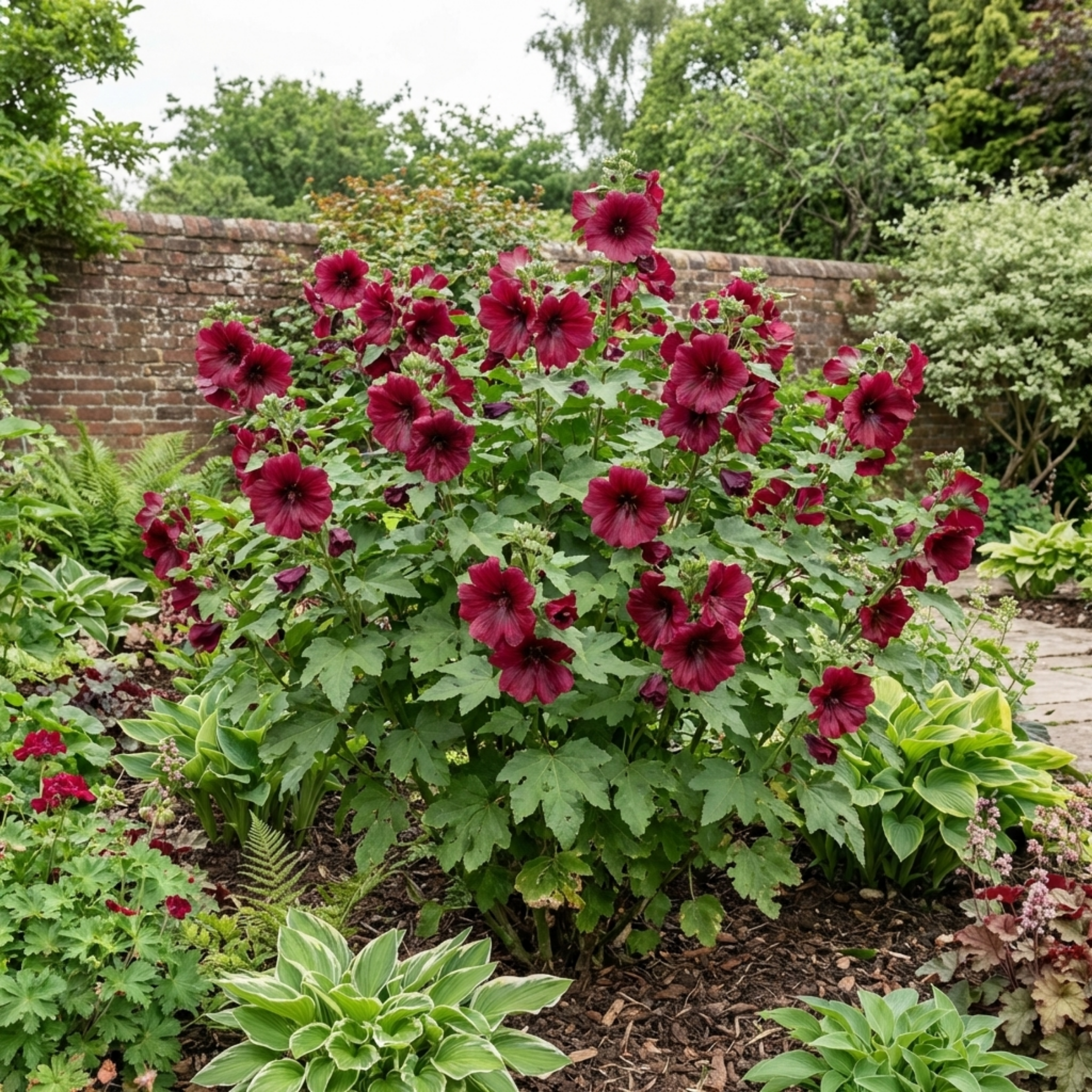 Lavatera ‘Burgundy Wine’ — Hardy Semi-evergreen Perennial Shrub, Bee-Friendly, 2L Pot