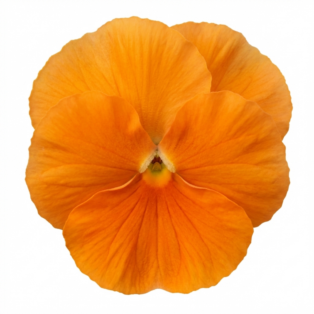 Pansy ‘Delta Pro Clear Orange’ — Hardy Annual / Biennial, Bee-Friendly, 3L Pot
