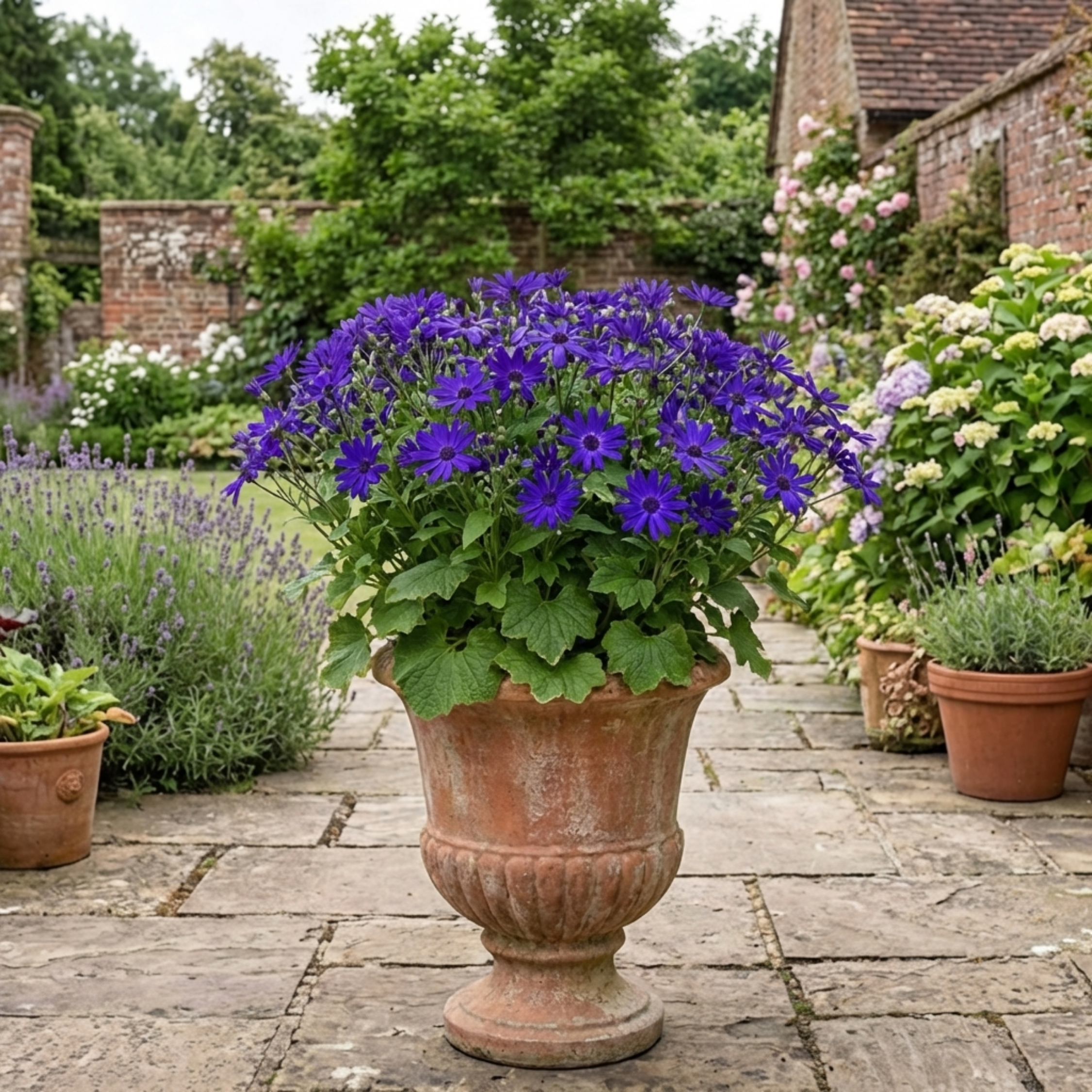 Senetti ‘Violet Pericallis’ — Bedding Plant, Bee-Friendly, 6.5L Pot