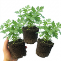 Parsley 'Italian Flat Leaf' — Biennial Herb, 1L Pot (Set of 3 or 6)