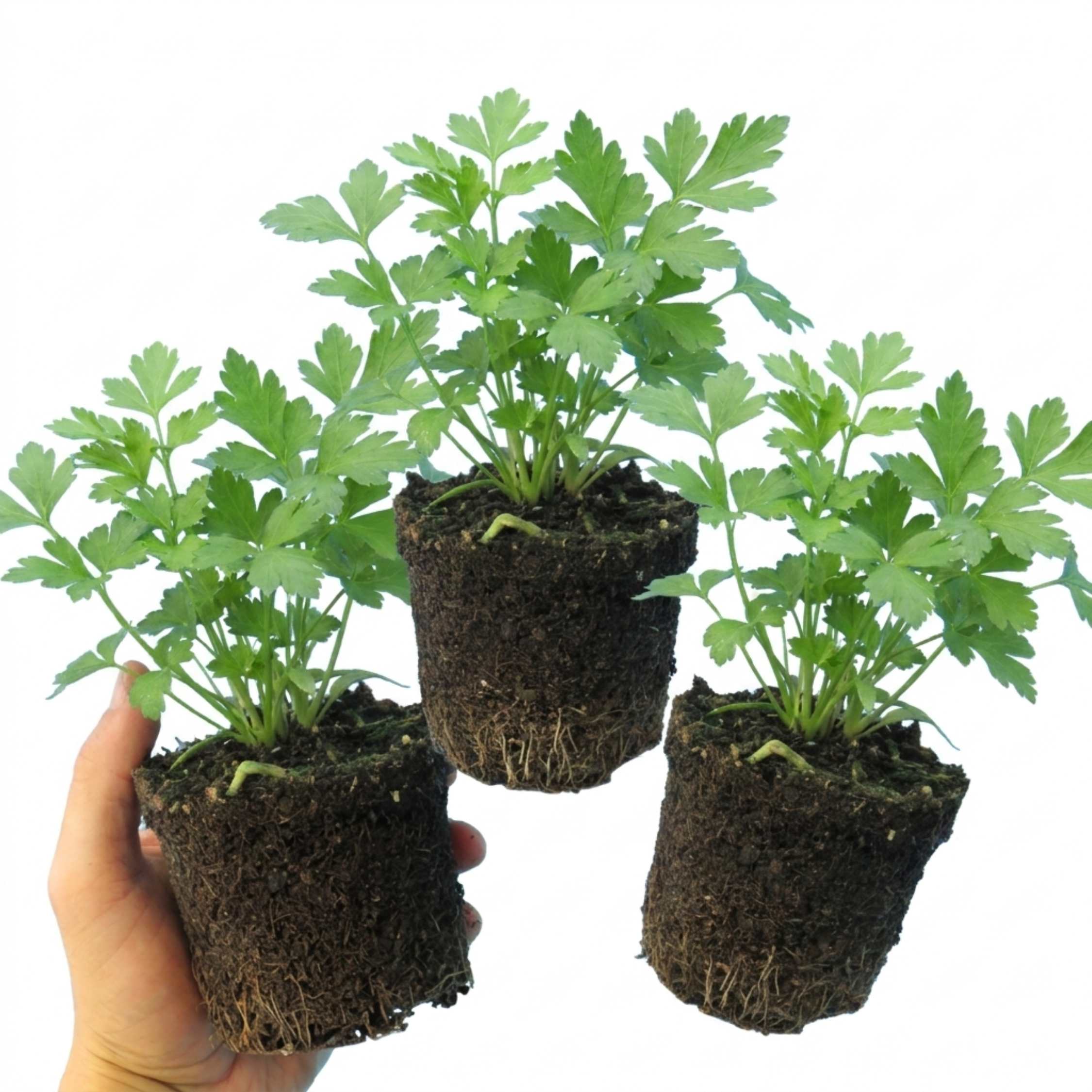 Parsley 'Italian Flat Leaf' — Biennial Herb, 1L Pot (Set of 3 or 6)