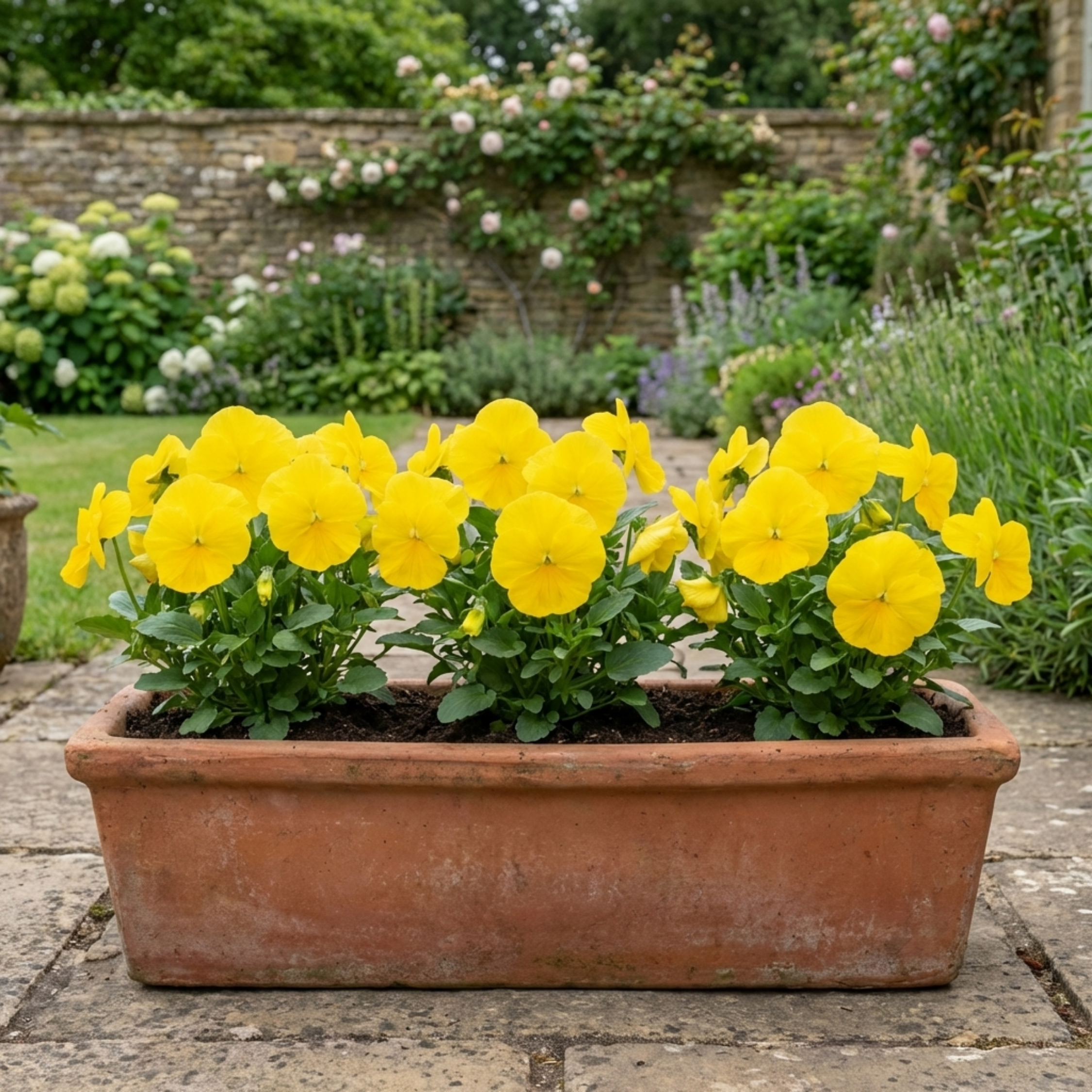 Pansy ‘Delta Pro Clear Yellow’ — Bedding Plant, Bee-Friendly, 3L Pot