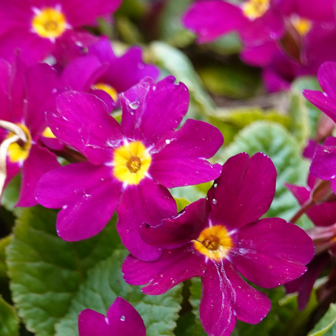 Primrose ‘Purple’ — Hardy Perennial, Bee-Friendly, 10.5cm Pot