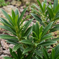 Prunus ‘Sofia’ — Evergreen Hedging Shrub, Bee-Friendly, 3L Pot