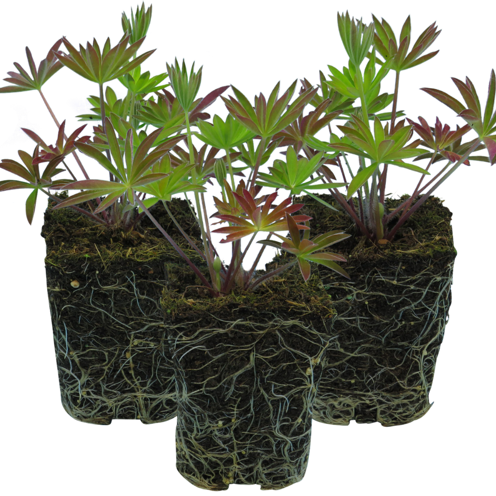 Lupin ‘Legendary Blue’ — Hardy Perennial, Bee-Friendly, 1L Pot (Set of 3 or 6)