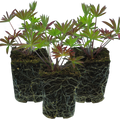 Lupin ‘Legendary Blue’ — Hardy Perennial, Bee-Friendly, 1L Pot (Set of 3 or 6)
