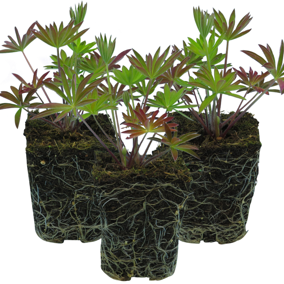 Lupin ‘Legendary Blue’ — Hardy Perennial, Bee-Friendly, 1L Pot (Set of 3 or 6)